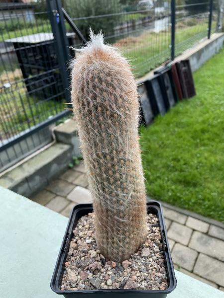 Espostoa lanata